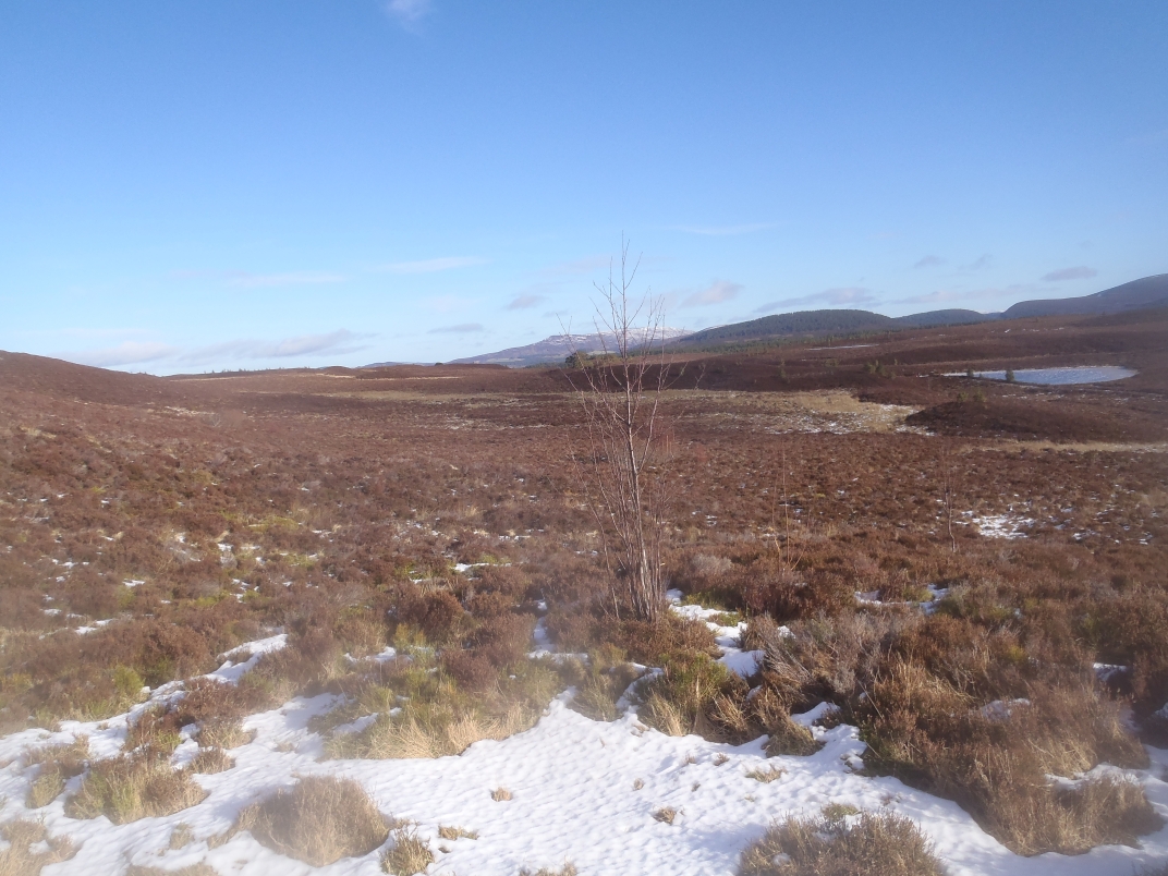 Day 1 - Glenmore - Meall a' Bhuacaille - Creaan Gorm - Strath Nethy