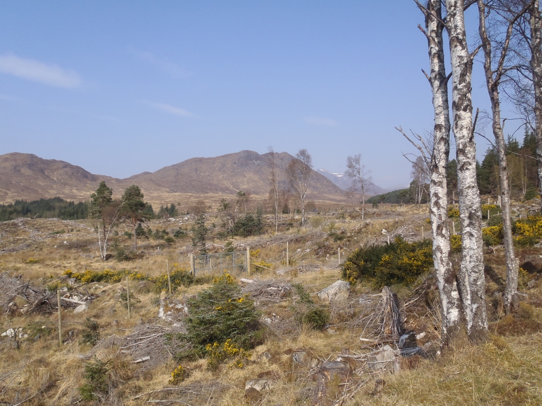 Day 1 - Walk in from Lochluichart station