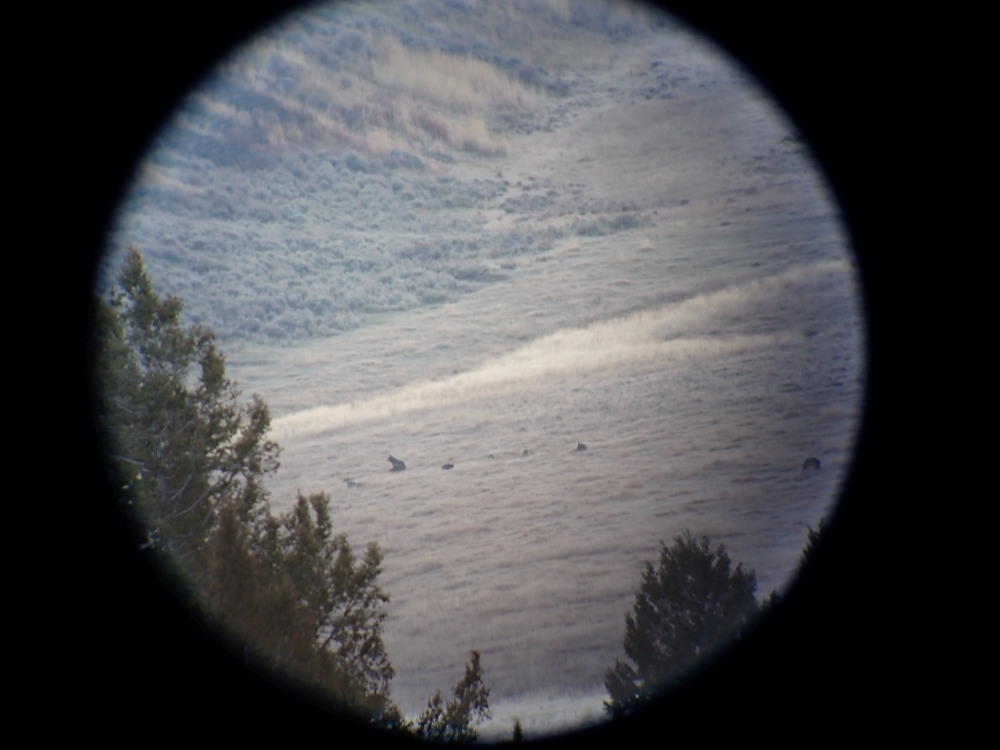 Wolves, Yellowstone