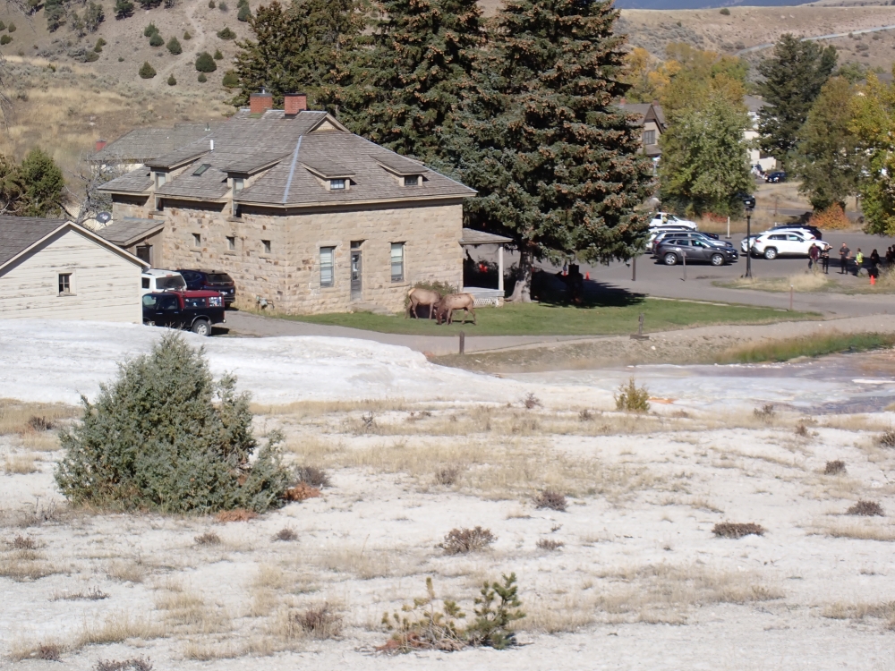 Mammoth Hot Springs, Yellowstone