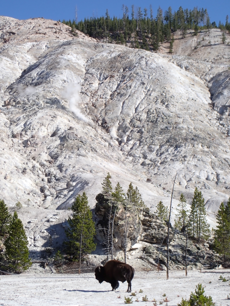 Mammoth Hot Springs, Yellowstone