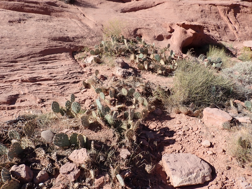 Potash Petroglyphs and Dinosaur Tracks